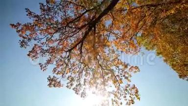 秋天公园有<strong>红叶</strong>，<strong>红叶</strong>在阳光明媚的日子。 阳光透过树叶. 这就是